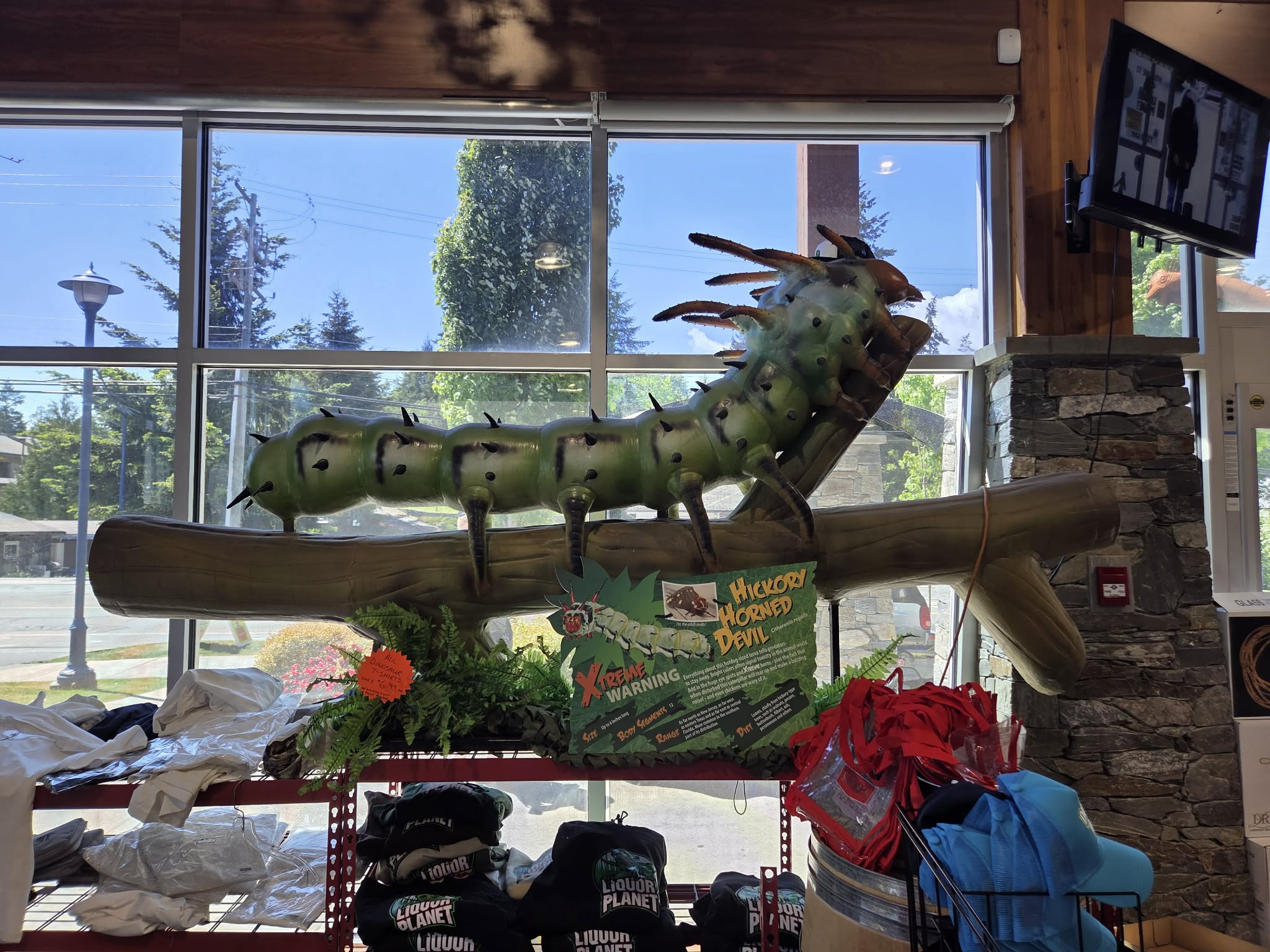 A giant Hickory Horned Devil caterpillar sculpture mounted on a branch by the window