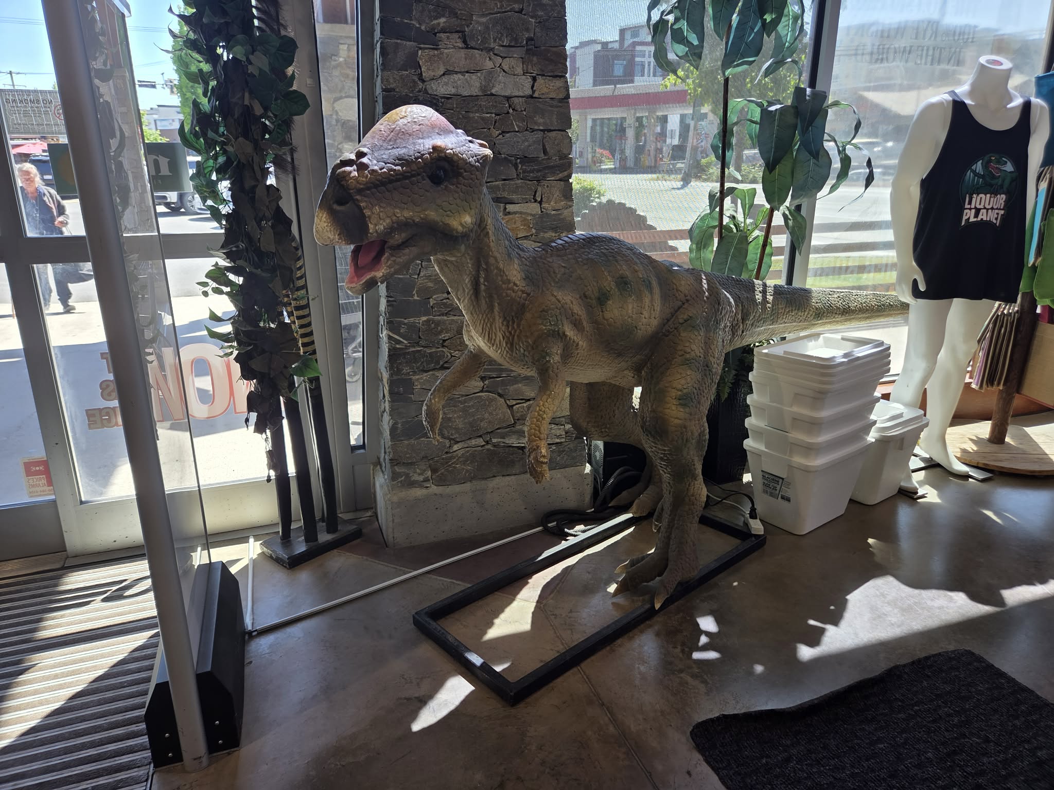 A Pachycephalosaurus standing in the front entrance vestibule