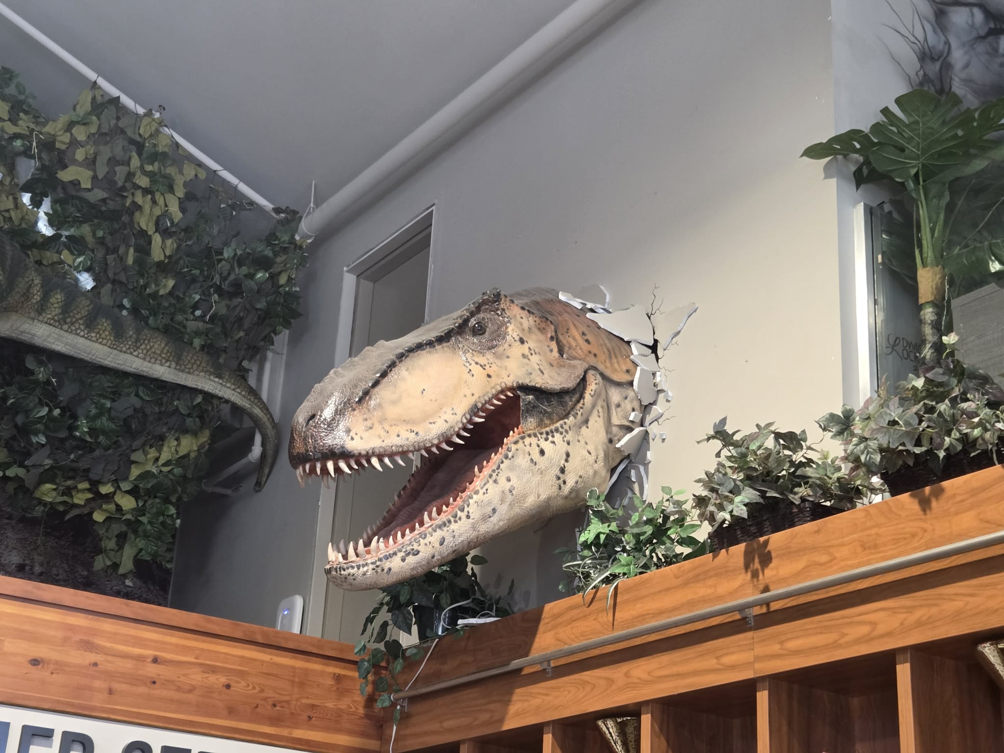 A T-Rex head bursting through the wall above customer service, drywall cracked around it