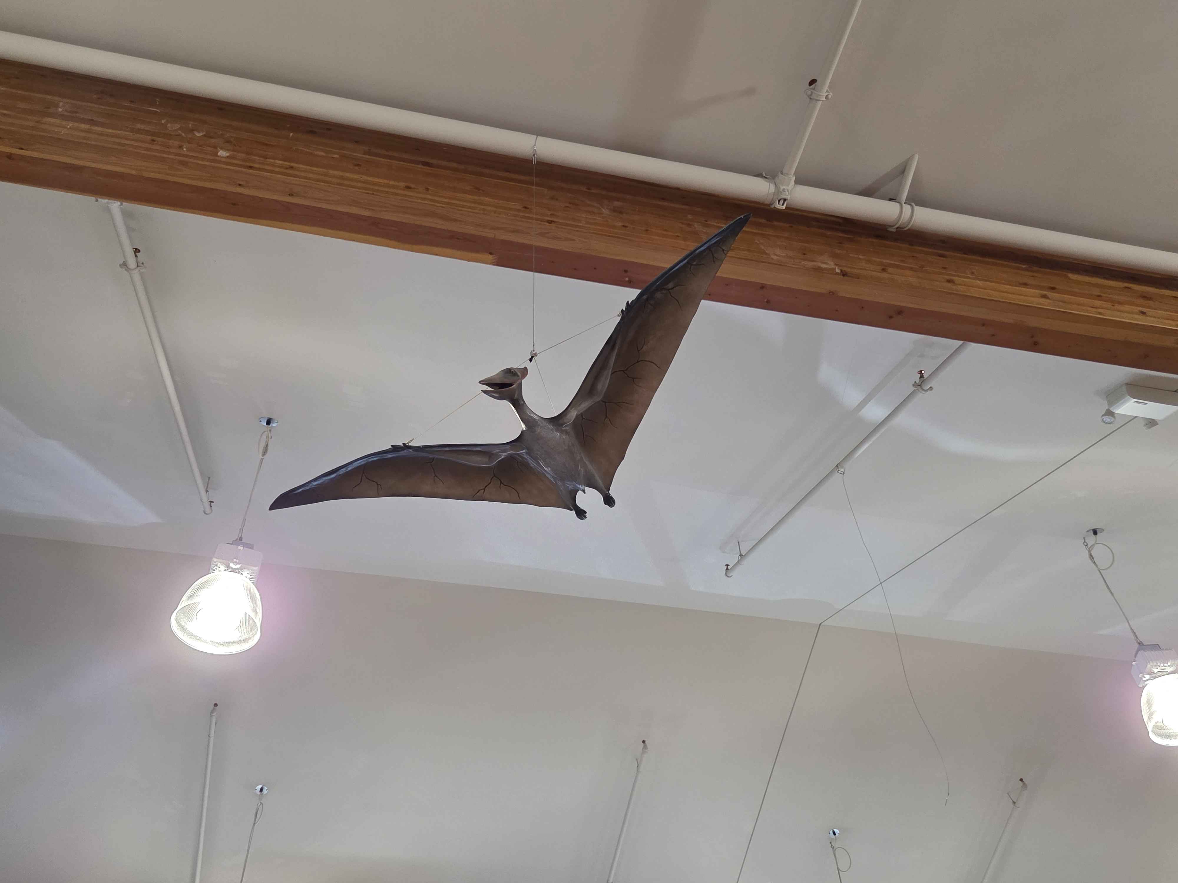 A pteranodon with outstretched wings suspended from the ceiling between exposed pipes