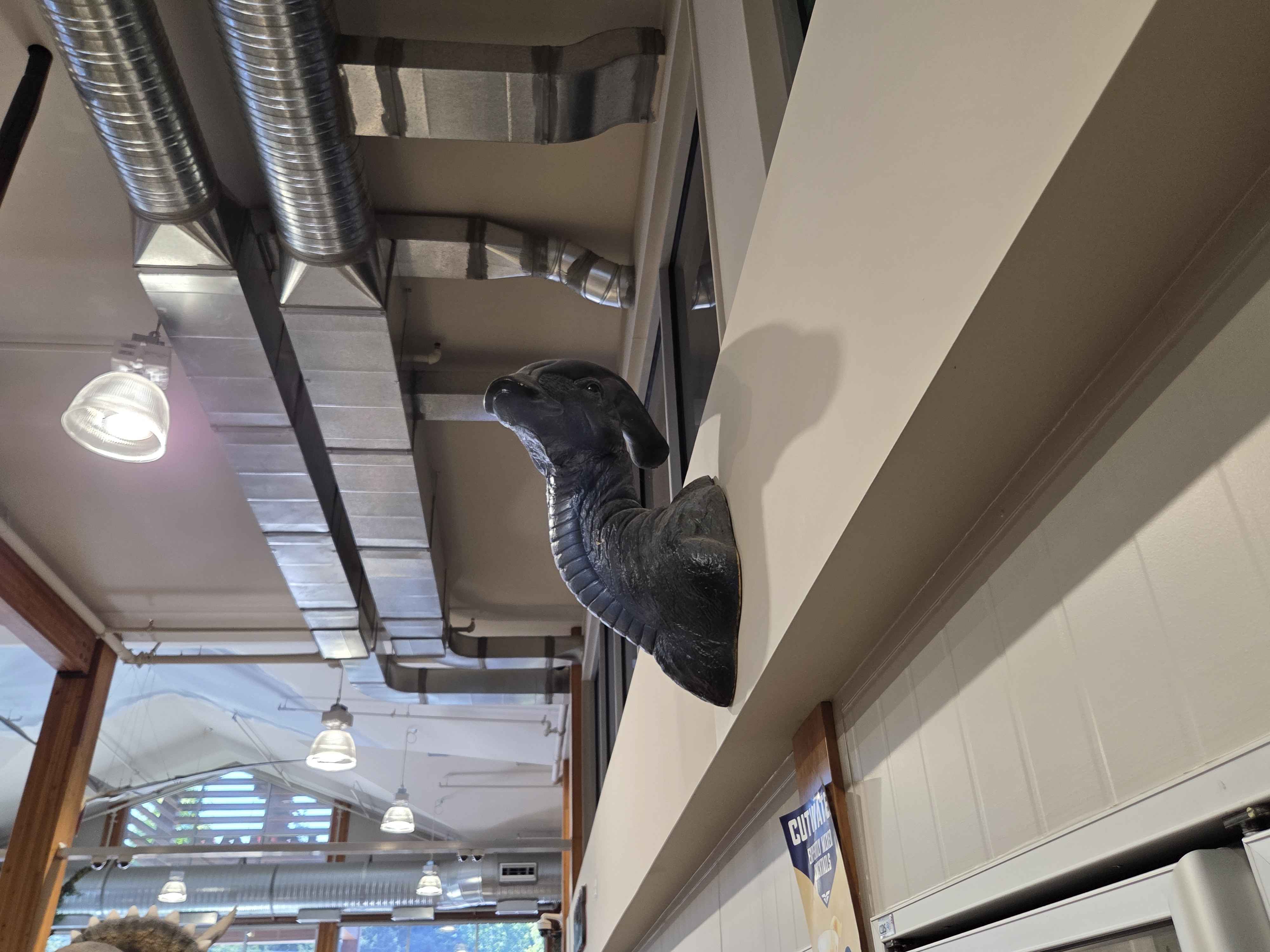 A Parasaurolophus head with a long curved crest mounted on the wall, looking up